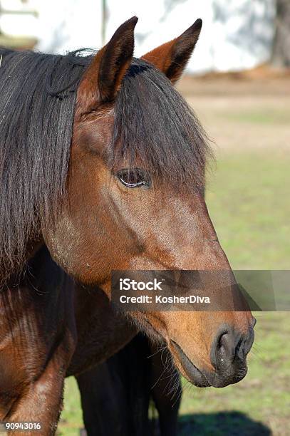 Grumpy Caballo Foto de stock y más banco de imágenes de Aire libre - Aire libre, Animal, Animal doméstico