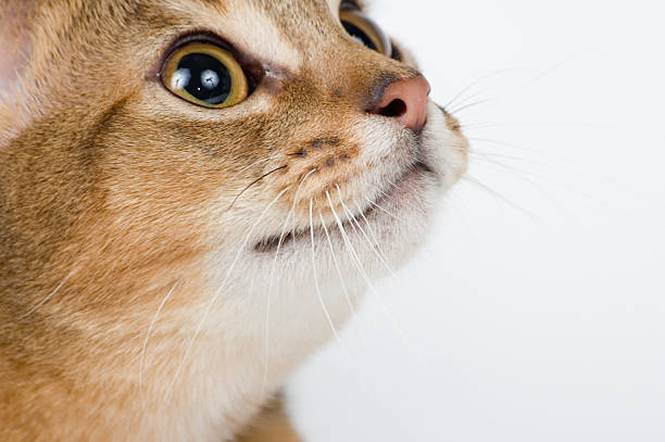 istock The kitten on a white background with interest looks... 90943114