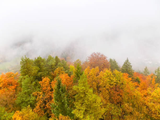 istock Colorful forest on a foggy day 909432058