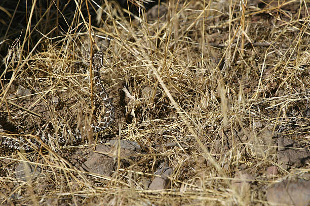 Serpiente Camouflaged sonajero - foto de stock
