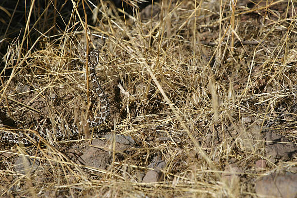 Camouflaged Hochet Serpent - Photo