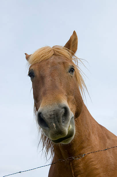 istock Horse looking at camera with blue sky and barbed wire 90943314