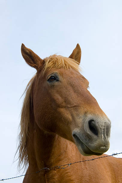 istock horse looking right with blue sky and barbed wire 90943316