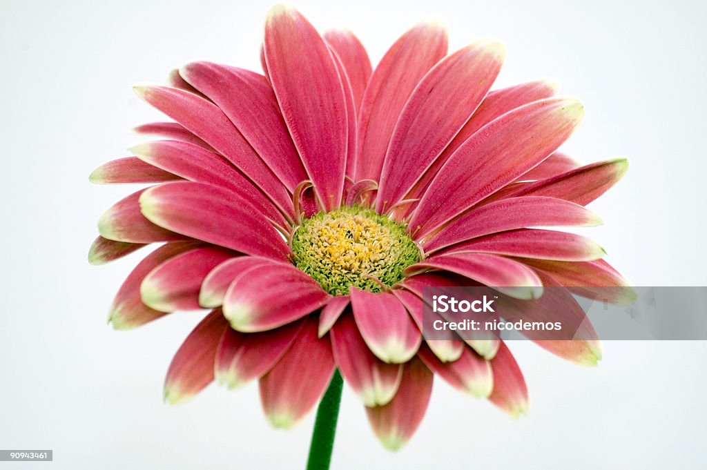 Rote Chrysantheme - Lizenzfrei Bildkomposition und Technik Stock-Foto