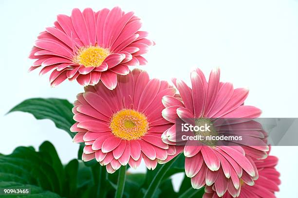 Pink Chrysanthemums Bouchet Stockfoto und mehr Bilder von Blume - Blume, Blatt - Pflanzenbestandteile, Chrysantheme