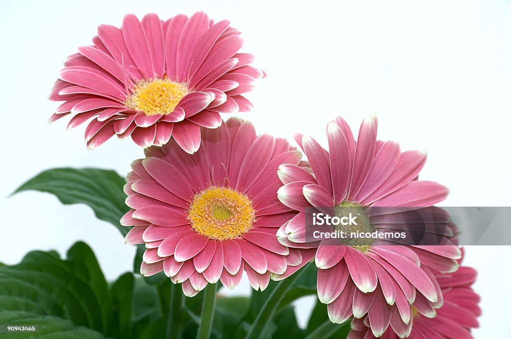 Bouchet Chrysanthemums cor-de-rosa - Foto de stock de Flor royalty-free