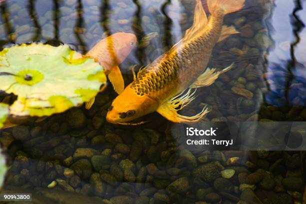 Coy Peces Koi Foto de stock y más banco de imágenes de Estanque - Estanque, Carpa Koi, Nenúfar