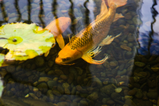Koi fish on the pond in Kanazawa, Japan. The word koi comes from Japanese, simply meaning carp.