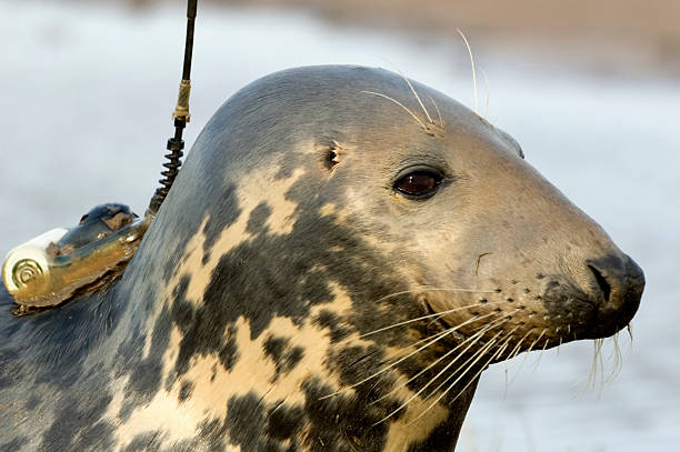 istock Gray Seal with Radio Transmitter 90943858
