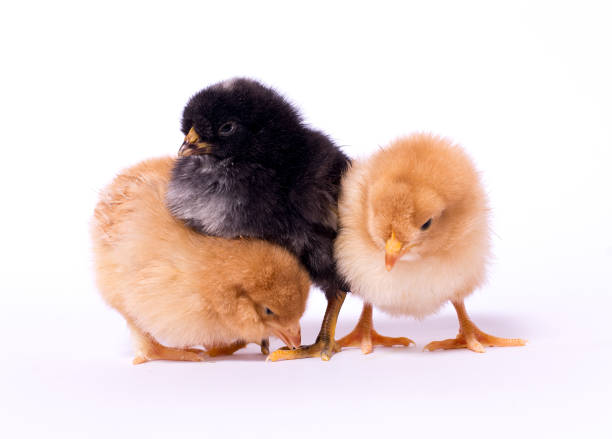 istock Group of little chicks 909440748