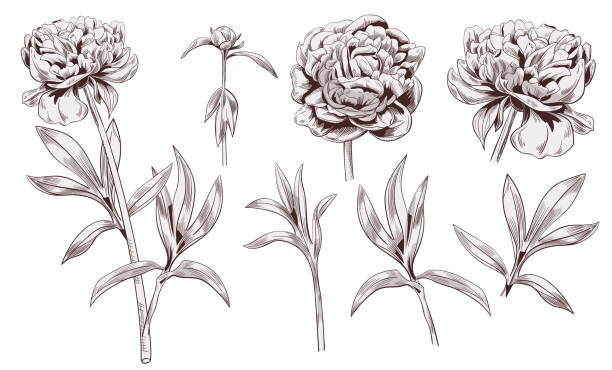 illustrazioni stock, clip art, cartoni animati e icone di tendenza di set di peonia: contorno monocromatico marrone (seppia) di fiori, boccioli, steli, foglie su sfondo bianco. illustrazione botanica per il design, disegno digitale in stile vintage incisione, incisione, vettore - bud flower tulip flowers