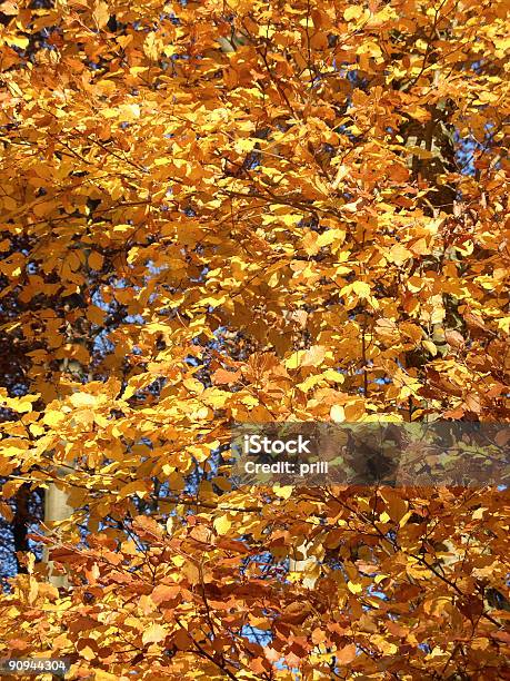 추절 나뭇잎색 0명에 대한 스톡 사진 및 기타 이미지 - 0명, 가을, 갈색