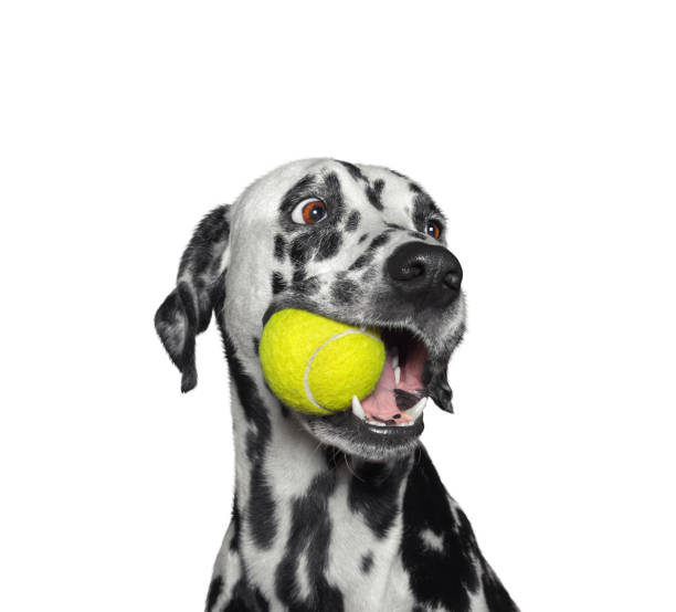 simpatico cane dalmata che tiene una palla in bocca. isolato su bianco - sport con racchetta foto e immagini stock