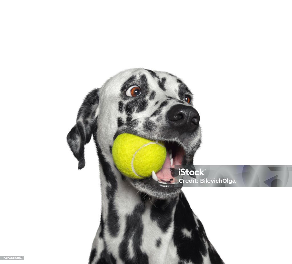 Cute dalmatian dog holding a ball in the mouth. Isolated on white Cute dalmatian dog holding a yellow ball in the mouth. Isolated on white background Dog Stock Photo