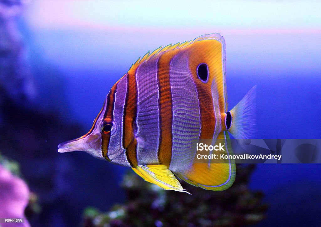 Aquário peixes, Sixspine Peixe-borboleta - Royalty-free Animal Foto de stock