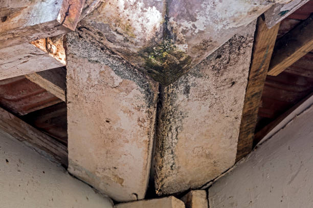 istock Neglected Vintage Mouldy Asbestos Gutters and Peeling Wooden Trusses 909443652