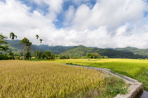 Campos de arroz en Moni photo