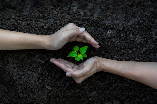 istock Hands Team Work protecting tree growing for reduce global warming earth.  Ecology Concept. 909446114