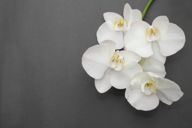 istock romantic branch of white orchid 909446292