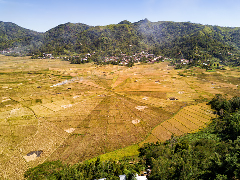 Campos de arroz de la araña photo