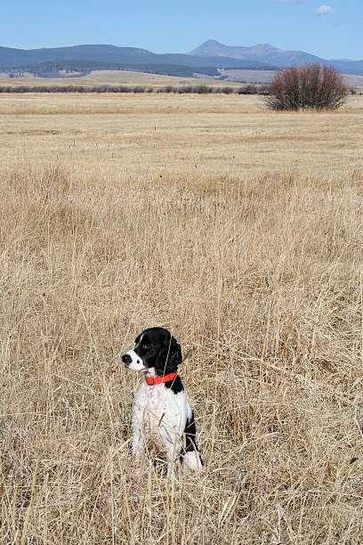 Uccello cane - foto stock