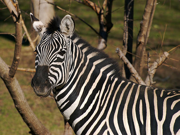 Zebra Glance stock photo