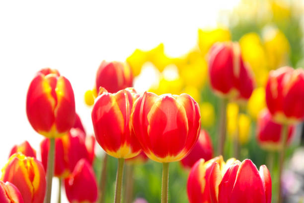 It is a tulip that gets bright and pretty in the sunlight.