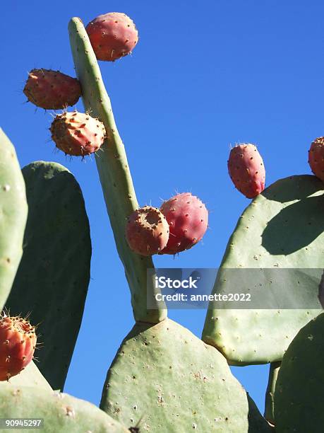 Kaktusfrucht Stockfoto und mehr Bilder von Kaktus - Kaktus, Schmerz, Beduine