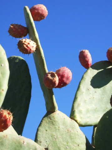 Opuntia Ficus Indica, the prickly pear. Ripe orange and yellow fruits of cactus and green thick leaves with needles