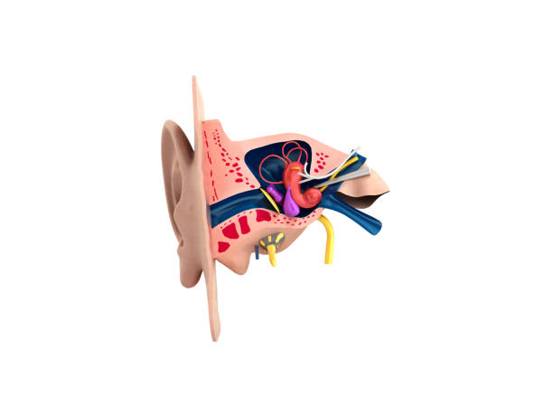 istock Human ear structure medical educational science 3d rendrer illustration Ear anatomy 909453042
