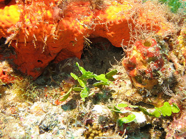 Coral Garden stock photo