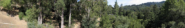 California forest panorama stock photo