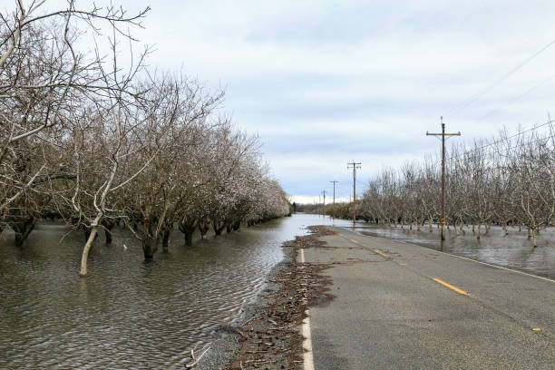 istock Flooded field in Chico 909454210