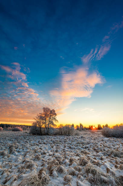istock High Venn swamp 909454288