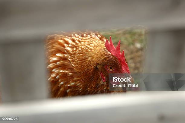 Pollo Primo Piano - Fotografie stock e altre immagini di Ambientazione esterna - Ambientazione esterna, Animale domestico, Arancione