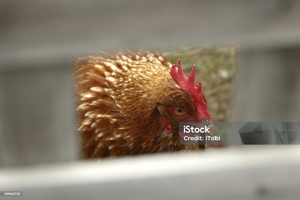 치킨 클로즈업 - 로열티 프리 0명 스톡 사진
