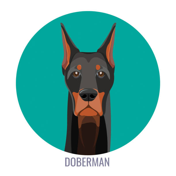 어두운 부드러운 모피와 고귀한 doberman의 주 둥이 - portrait black hair brown hair straight hair stock illustrations