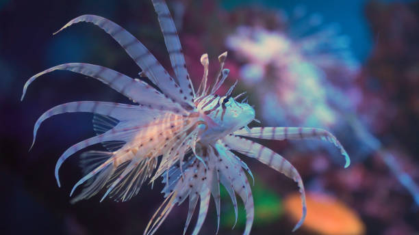 istock Lion fish, coral reef underwater 909458214
