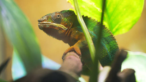 istock Chameleon Furcifer pardalis Ambolobe 909458258