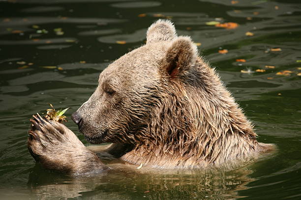 ours brun de la piscine à l'eau - furiously photos et images de collection