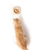 katze-isst.jpg?b=1&s=170x170&k=20&c=APJBY1134pnL5F3ynDhHOYNSdlFnnDATWexI7IjP1ew=