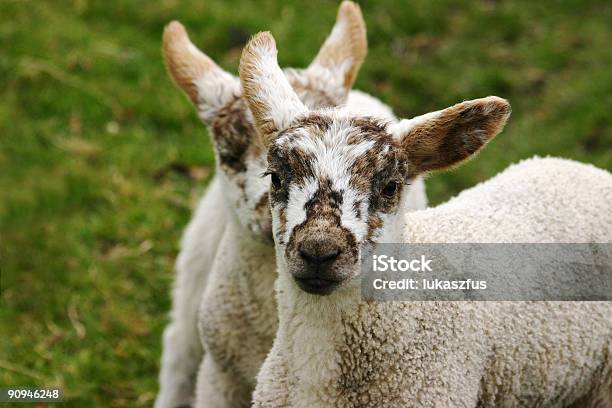 Two Baby Lambs Stock Photo - Download Image Now - Agriculture, Animal, Color Image