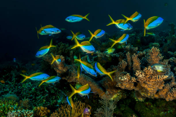 pescado ballet realizado por blueback fusileros caesio teres, arrecife exterior, molucas, indonesia - yellowback fusilier fotografías e imágenes de stock