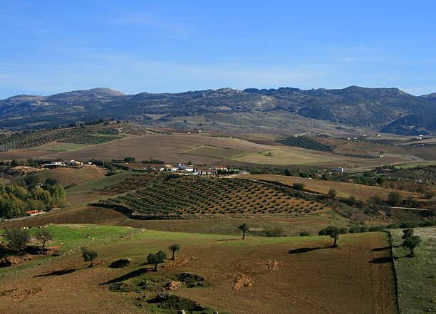 paisagem andaluz - andalusia landscape spanish culture olive tree - fotografias e filmes do acervo