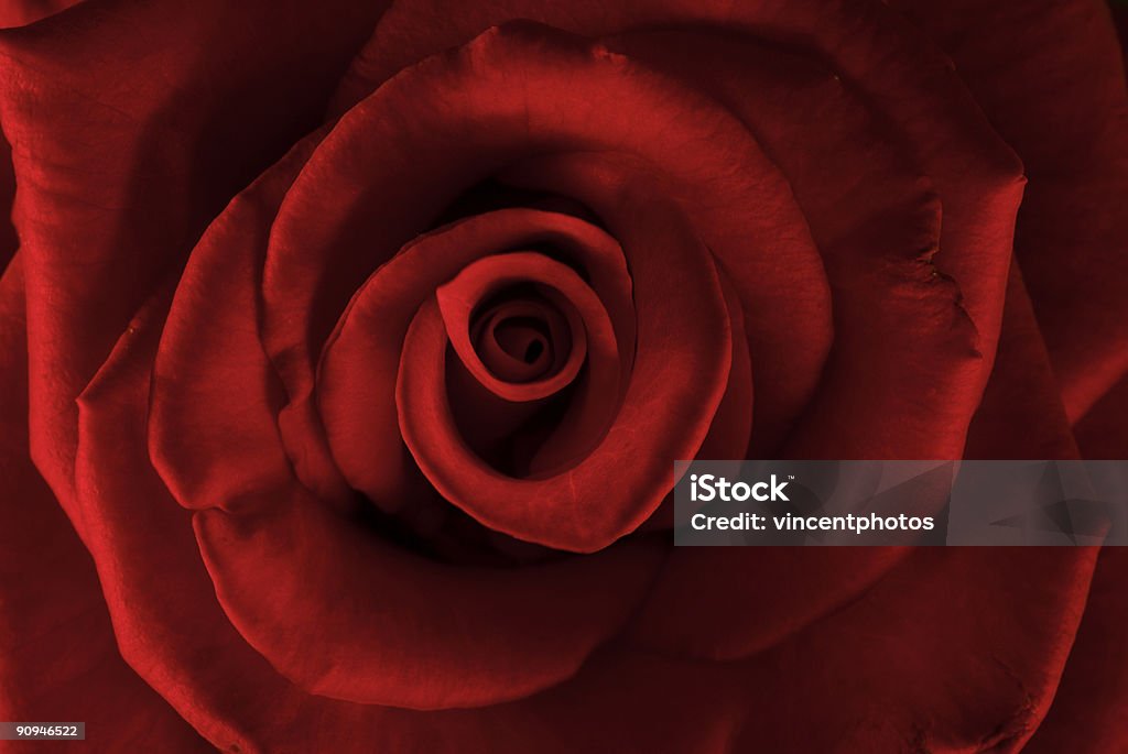 Czerwona róża - Zbiór zdjęć royalty-free (Bez ludzi)