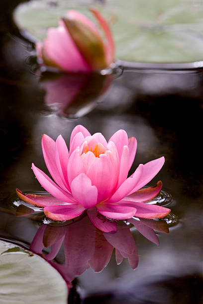 Pink lotus flower 2 stock photo