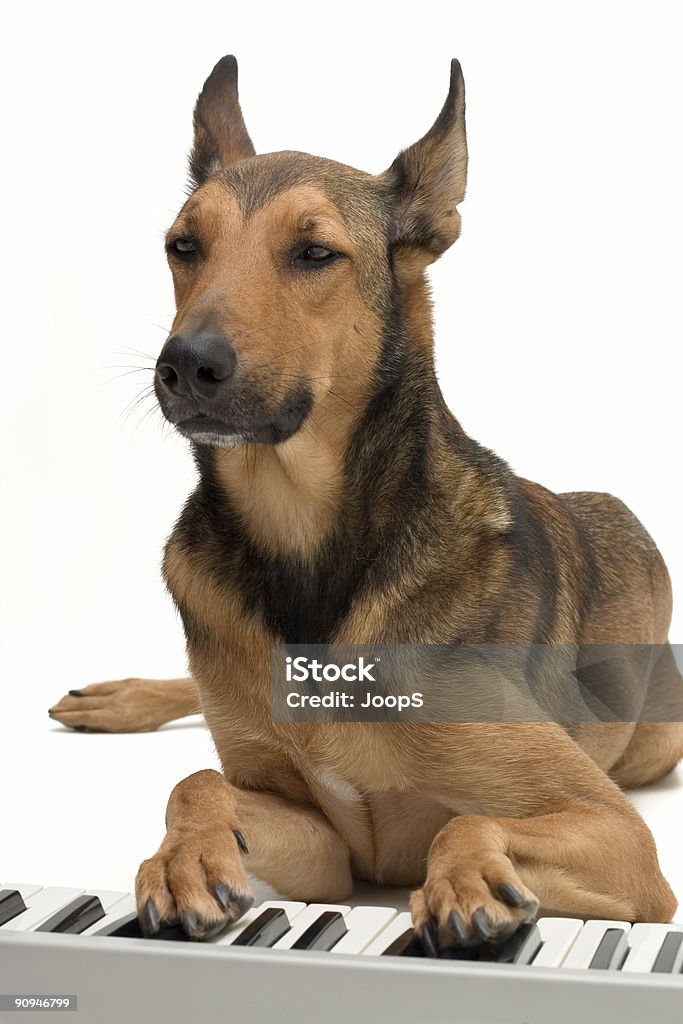 Chien jouant de la musique sur le clavier - Photo de Artiste de spectacle libre de droits