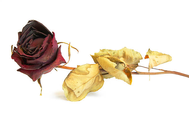 dried up rose (isolated, clipping path) stock photo