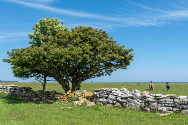 istock Two sheep watching the ocean view from their pasture 909469590