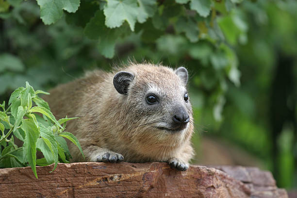 Rock Hyrax in Serengeti A rock hyrax in the Serengeti National Park hyrax stock pictures, royalty-free photos & images